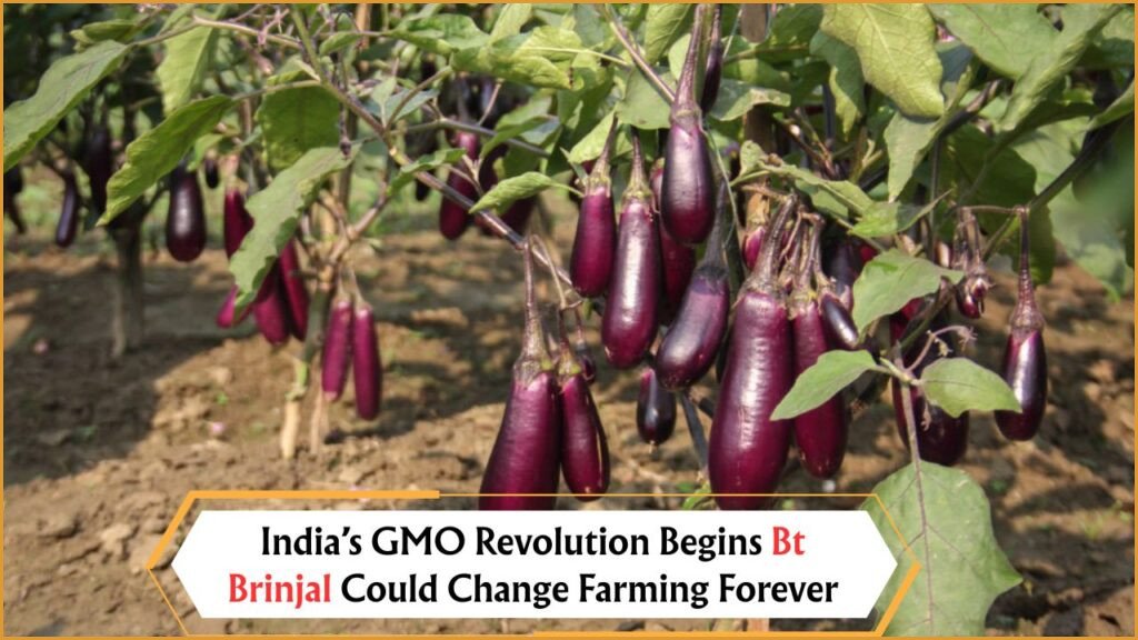 Bt Brinjal