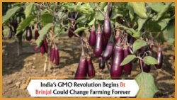 Bt Brinjal and the Future of Genetically Modified Crops in India: Scientific Analysis, Policy Battles, and Public Awareness Campaigns