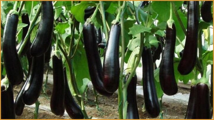 Bt Brinjal