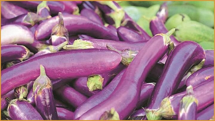Bt Brinjal 