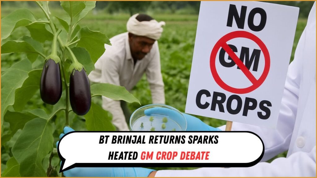 Bt Brinjal India