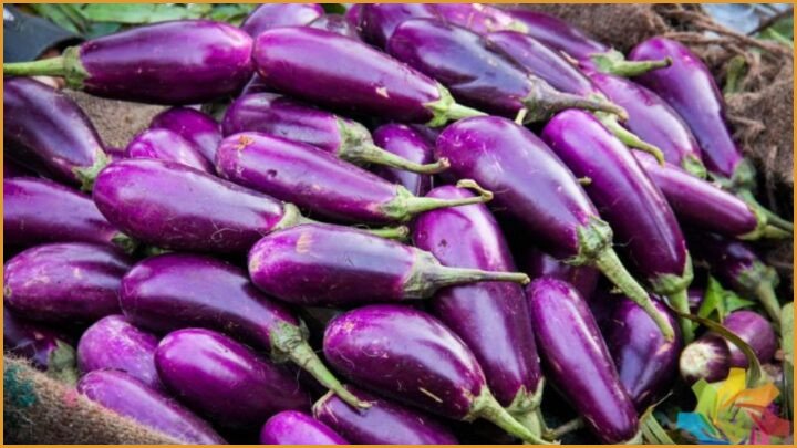 Bt Brinjal India