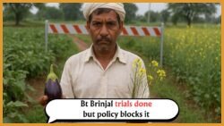From Field Trials to Policy Roadblocks: Tracing the Journey of Bt Brinjal and GM Mustard in India’s Biotech Landscape