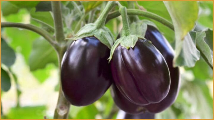Future of GM Crops