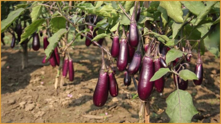 GEAC Crop Approval