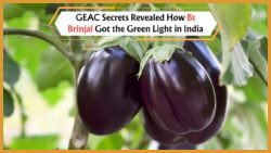 Understanding the Role of the Genetic Engineering Appraisal Committee (GEAC) in Approving GM Crops Like Bt Brinjal in Indian Agriculture