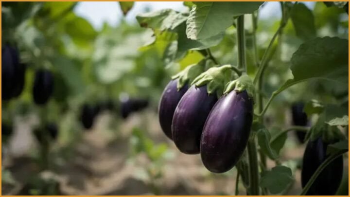GM Crop Policy