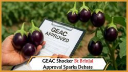 Understanding the Role of the Genetic Engineering Appraisal Committee (GEAC) in Approving GM Crops Like Bt Brinjal in Indian Agriculture
