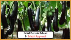 Understanding the Role of the Genetic Engineering Appraisal Committee (GEAC) in Approving GM Crops Like Bt Brinjal in Indian Agriculture